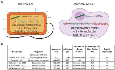 Single-Cell RNA Sequencing Elucidates the Structure and Organization of Microbial Communities